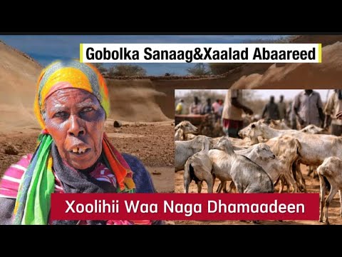 Haraad Baa Na Dilay, Xoolihii Waa Naga Dhameeden ” Hooyo ka Oyaysa Gobolka Sanaag