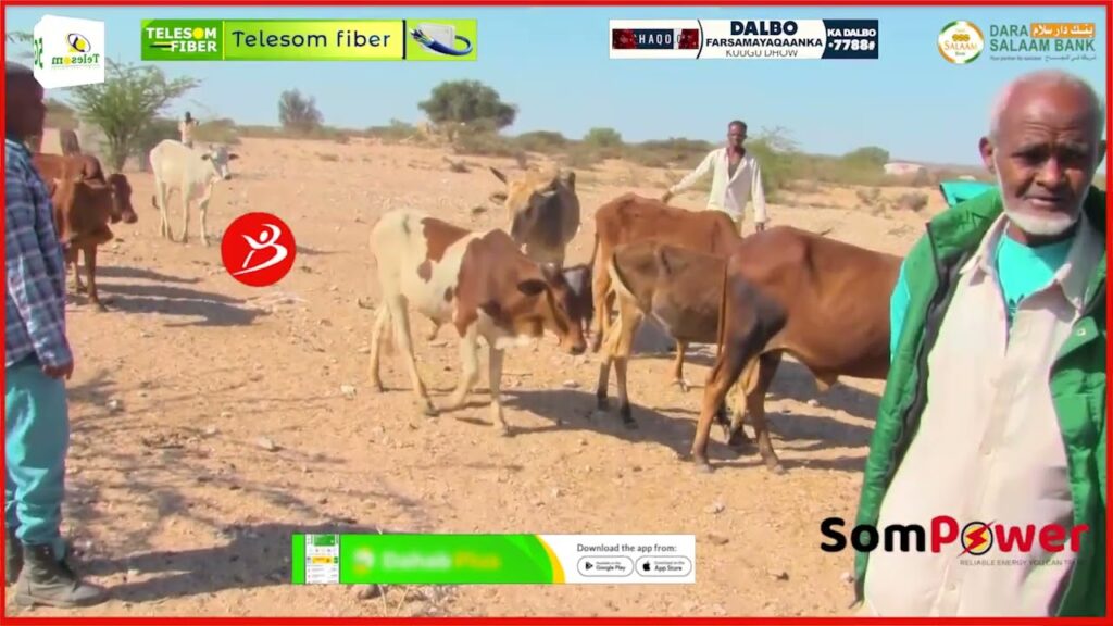 Gabiley”Xukuumada Cusub Ayaa Naga Goysay Biyihii Mana Garanayno Sababta “Reer Boqo…See More